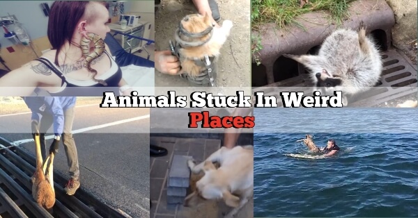 Animals stuck in weird places